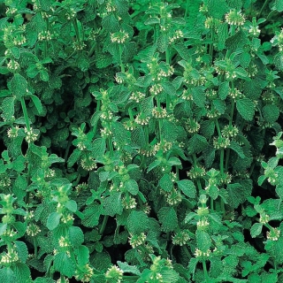 Marrubium vulgare - 100 sementes