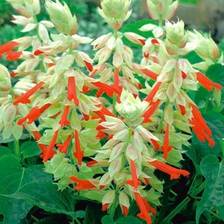 Škrlatna žajbelj "Sangria"; tropski žajbelj - 10 semen - Salvia splendens - semena