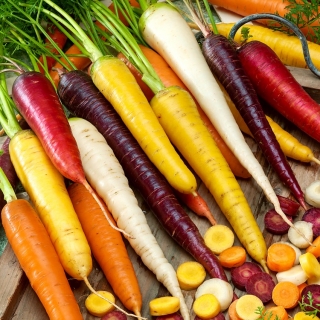 Vícebarevné odrůdy mrkve - Výsevní pásky - Daucus carota - semena