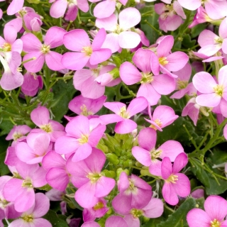 Alpen-Gänsekresse Rosa – großblumige  - Arabis alpina gr. Rosea - 2350 Samen