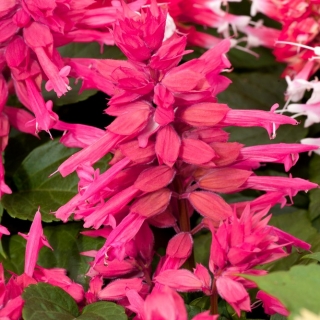 熱帯セージ - ピンクの品種 -  84種 - Salvia splendens - シーズ