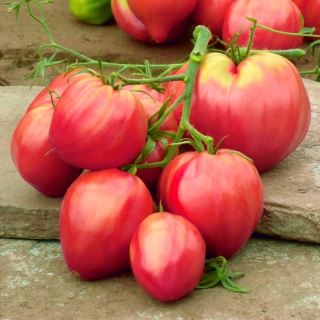 עגבניות "Oxheart" - שדה, מגוון rapsberry - 10 גרם של זרעים - 5000 זרעים - Lycopersicon esculentum 
