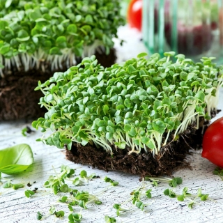 Microgreens - ใบโหระพาสีเขียว   - ใบอ่อนที่มีรสชาติพิเศษ - 1950 เมล็ด - Ocimum basilicum 