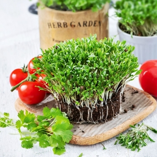 Microgreens - כוסברה - עלים צעירים עם טעם יוצא דופן; כוסברה, פטרוזיליה סינית - 400 זרעים - Coriandrum sativum