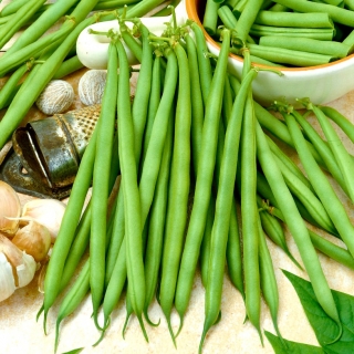 녹색 프랑스 콩 "Delfina"- 동결 및 보존 용 - Phaseolus vulgaris L. - 씨앗