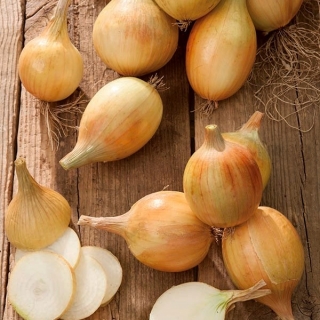 Valgomasis svogūnas - Petra F1 - 1000 sėklos - Allium cepa L.