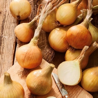 Onion "Polanowska" - 1250 seeds