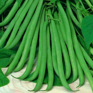 คนฝรั่งเศสถั่วเขียวแคระ "Delinel" - Phaseolus vulgaris L. - เมล็ด