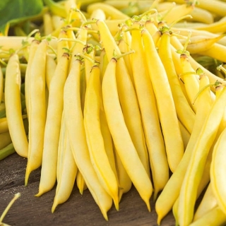 黄色矮性インゲン「コロナ」 -  120粒 - Phaseolus vulgaris L. - シーズ