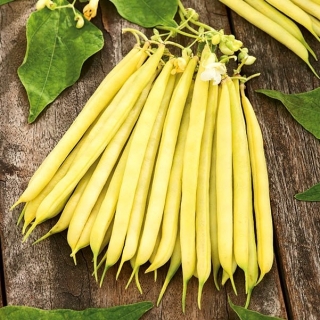 Žltá francúzska fazuľa "Laurina" - stredne skorá odroda - Phaseolus vulgaris L. - semená