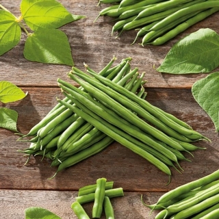 Fasulye Yesil Amelie Cuce Fransiz Fasulyesi Cesitleri Phaseolus Vulgaris L Tohumlar Garden Seeds Market Ucretsiz Kargo