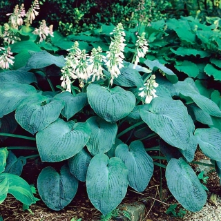 Hosta, Plantain Lily Elegans - bulb / tuber / root
