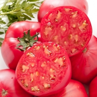 Tomat -Pink Oxheart  - behandlede frø -  Lycopersicon esculentum