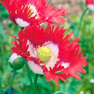 Opium poppy "bendera Denmark", popok Breadseed - 1000 biji - Papaver somniferum - benih