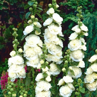 Hollyhock Chaterのダブルホワイトシード -  Althea rosea fl。 pl。 -  50種子 - Althaea rosea - シーズ