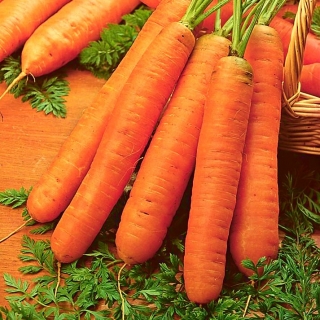 Wortel Berlikumer 2 Biji Coated Daucus Carota Ssp Sativus Garden Seeds Market Bebas Biaya Kirim
