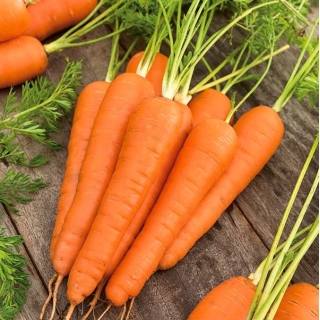 गाजर "कोरल" - 50 ग्राम - 42500 बीज - 
