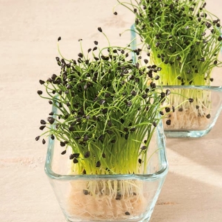 Pillisipuli - Microgreens - Allium fistulosum  - siemenet