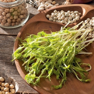 Microgreens  - 豌豆“Boogie” - 年轻的叶子具有非凡的味道 - Pisum sativum - 種子