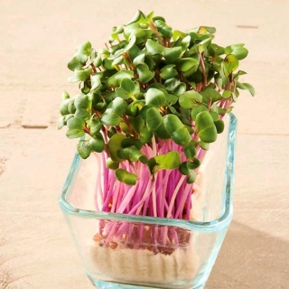 Microgreens - Rodekool - 1080 zaden - Brassica oleracea,convar. capitata,var. rubra.