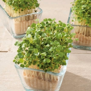 Microgreens - Rocket, arugula - frunze tinere cu gust excepțional - 620 de semințe - Eruca vesicaria