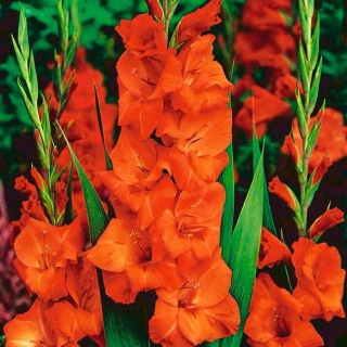 Gladiolsläktet apelsin - XXL - paket med 5 stycken - Gladiolus