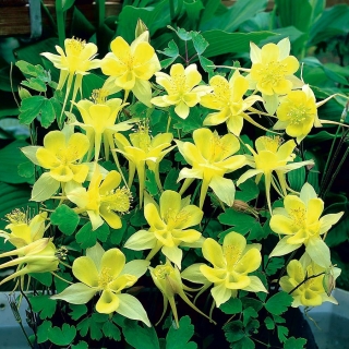 Sementes aquilégias douradas - Aquilegia chrysantha - 270 sementes