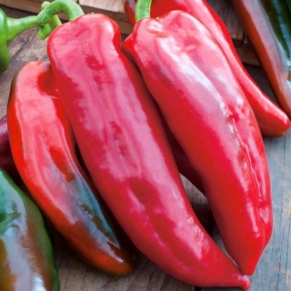 Pepper "Condo di Toro Rosso"- 다양한 품종 - 42 종자 - Capsicum L. - 씨앗