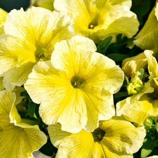 Κίτρινοι σπόροι Petunia - Petunia x hybrida grandiflora - 80 σπόροι