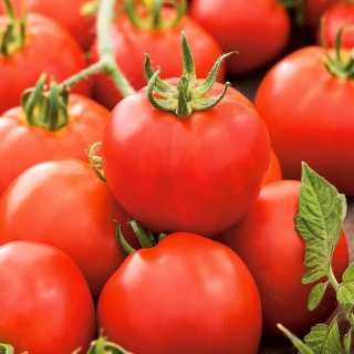 Tomate - Antres - Lycopersicon esculentum Mill. - semillas