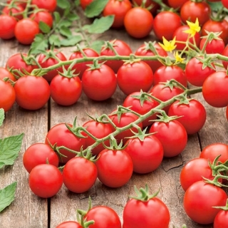 Cocktail-Tomate 'Cherrola' - für den Garten oder unter Schutzabdeckungen