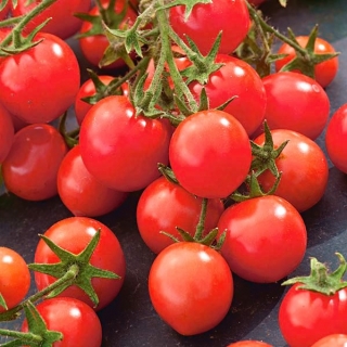 Tomato "Gartenperle" - buah merah ceri merah yang jelas - Lycopersicon esculentum Mill  - benih