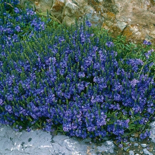 Sementes de Speedwell Royal Blue - Veronica teucrium - 300 sementes