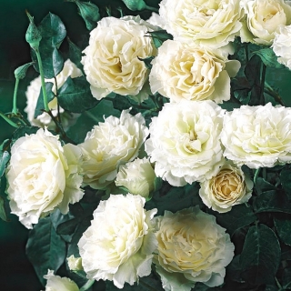 Садова багатоквіткова троянда - біла - саджанець в горщику - 