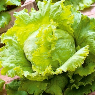 Iceberg salad "Queen of Summer" - segar, pelbagai awal - SEBAGIAN TERSEDIA - 250 biji - Lactuca sativa L.  - benih