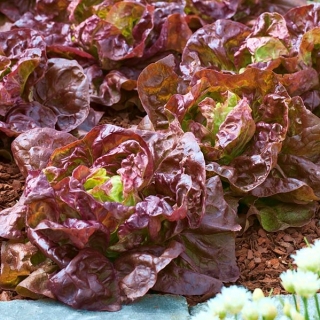 BIO - Butterhead salad - benih organik yang diperakui - 450 biji - Lactuca sativa L. var. Capitata