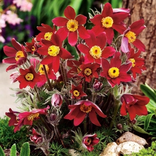 Paste floare - flori roșii - răsaduri; pasqueflower, floare pascală comună, pasqueflower european