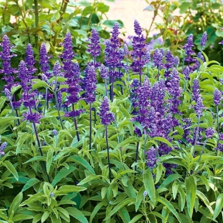 Шалфей темно-синего цвета, шалфей мучнистый - 160 семян - Salvia farinacea - семена