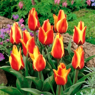 Tulipa鳕鱼角 - 郁金香鳕鱼角 -  5个电洋葱 - Tulipa Cape Cod