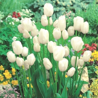 Tulipaner White Bouquet - pakke med 5 stk - Tulipa White Bouquet