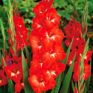Gladiolus Traderhorn - 5 květinové cibule