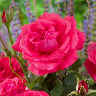 Троянда великоквіткова - темно-рожева - горшковий розсада - 