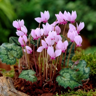 زهرة الربيع نابولي - البصلة / أنابيب / الجذر - Cyclamen neapolitanum