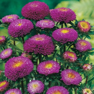 Пурпурна помпом-цветна астер - 500 семена - Callistephis chinensis