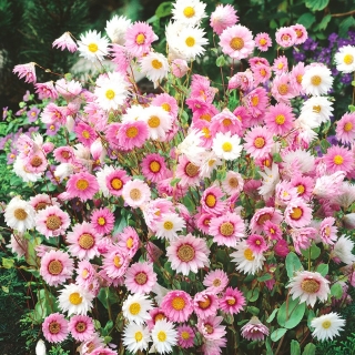 Sunray màu hồng; chuông bạc, hoa rơm Úc, hoa hồng vượt thời gian, Mangles vĩnh cửu - 540 hạt - Helipterum Manglesii