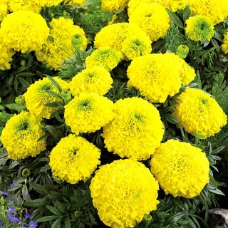 메리 골드 메리 골드 "메리 헬렌"(레몬 꽃 - 270 종) - Tagetes erecta  - 씨앗