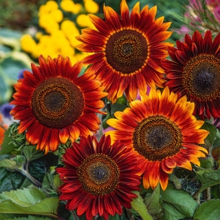 Bunga matahari hias "Evening Sun" - merah-coklat - 50 biji - Helianthus annuus
