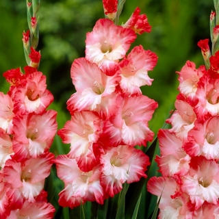 Gladiolas Pink Lady - 5 gab. Iepakojums - Gladiolus Pink Lady