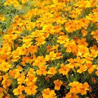 Stempel marigold "Talizman" - oranye - Tagetes patula L. - biji