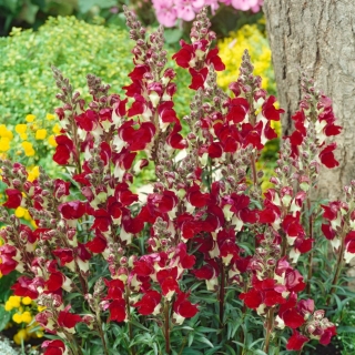 Common snapdragon "Night&Day" - scarlet-white